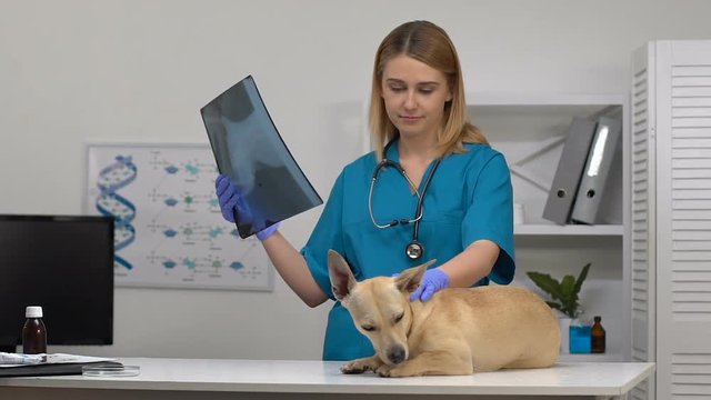 Pet clinic doctor analyzing dog x-ray, sick animal on hospital table, trauma