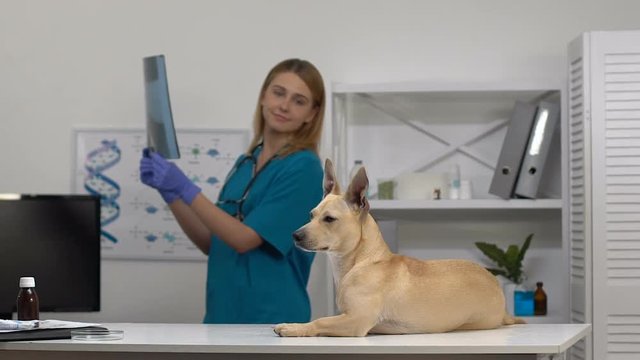 Veterinarian in uniform looking at dog analyzing x-ray image, pet clinic checkup