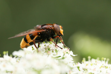 A large hornet mimic Hoverfly, Volucella zonaria, nectaring on a white flower.