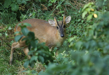 A beautiful stag Muntjac Deer, Muntiacus reevesi, standing in the vegetation at the edge of woodland.