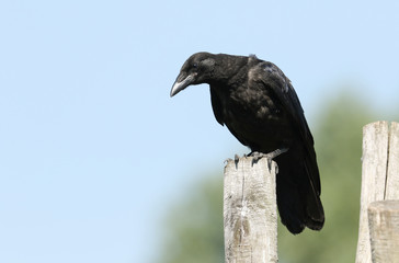A pretty juvenile Carrion Crow, Corvus corone, perching on a post. It is waiting for its parents to come back and feed it.