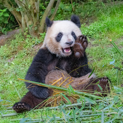 Obraz premium Giant panda, bear panda, funny animal making faces and eating bamboo