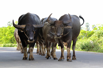 Thai buffalo walking on the road.