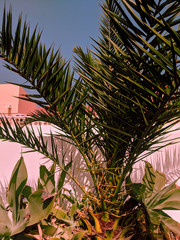 Travel. Canary island.  Palm tropical vibes