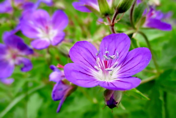 Fleur violette de Géranium sauvage (Geranium sylvaticum). Gros plan en extérieur. 