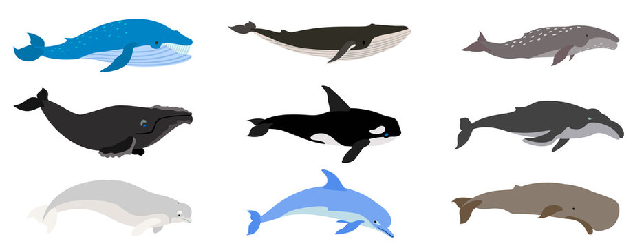 Whale icons set. Flat set of whale vector icons for web design