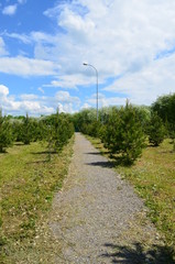 A path through a young pine Park.