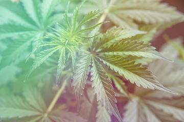 background green, marijuana leaves, hemp CBD, marijuana vegetation plants, cultivation cannabis, Growing cannabis indica, light leaks color tones © TaylerDerden