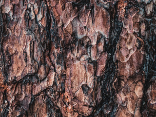 Tree bark texture