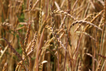 Backdrop of ripening ears of yellow wheat field