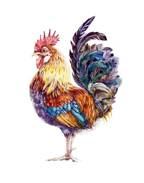 2,849 BEST Rooster Watercolor IMAGES, STOCK PHOTOS &amp; VECTORS | Adobe Stock