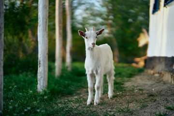 goat on pasture