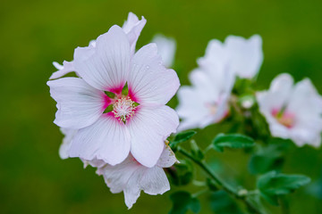 Obraz premium White Lavatera flower with red center and droplets on the petals