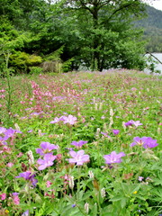 Prairie fleurie de g&eacute;raniums sauvages au bord d'un lac 