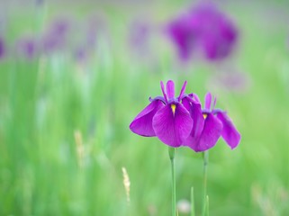 ノハナショウブの群生地