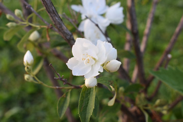 White Jasmine on the twigs.