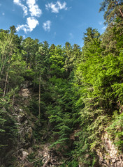 Trees on the hillsides