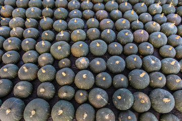 Curing pumpkins for selecting species.