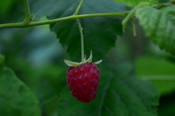 Raspberry bush plant with one ripe berry