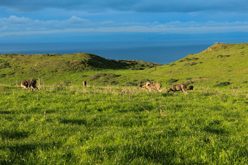 Point Reyes National Seashore, Marin County, California
