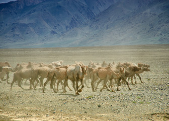 Fototapeta na wymiar Bactrian or two-humped camel
