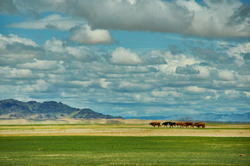 Naklejka premium Sands Mongol Els