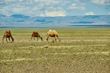 Bactrian or two-humped camel