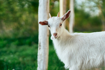 goat in farm