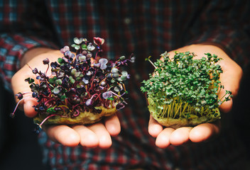 Man holding micro green and red cabbage young sprouts in his hands