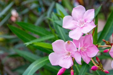 Pink flowers are blooming in the garden.