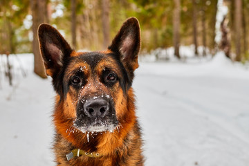 Dog German Shepherd in a winter day