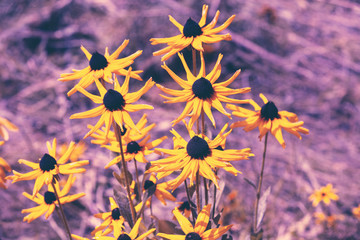 Vintage blooming Rudbeckia hirta (Black-eyed Susan) flowers in the summer garden. Nature background
