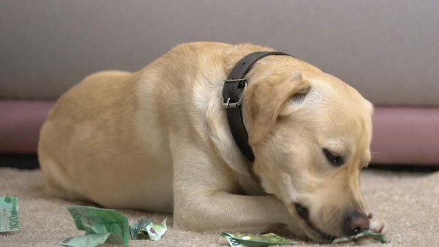 Dog chewing euro banknotes lying on floor at home, misbehaving pet, obedience