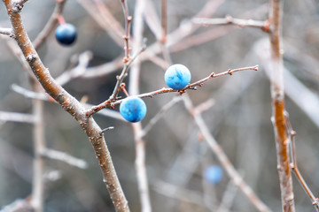 Wild thorns on bare branches in late autumn. Prunus spinosa. Soft focus. Selective focus