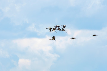 Cranes return home in spring, Russia