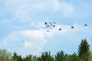 Cranes fly over the tops of trees against the sky