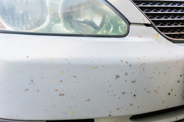 Front of the car in dead insects