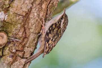 Tree creeper, Certhia Familiaris, climbing up a tree trunk blurred bokeh