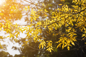Obraz premium Golden branches in autumn sunlight