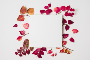Blank copy space with colorful autumn leaves frame