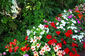 カラフルな花壇の花