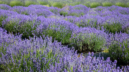 Fototapeta na wymiar Lavender valley mt hood in Oregon