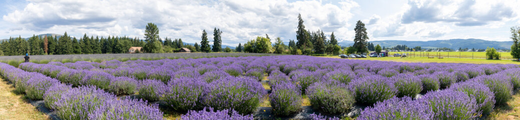 Lavender valley mt hood in Oregon