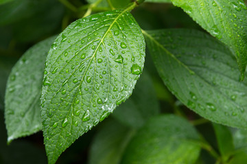 雨の靭公園