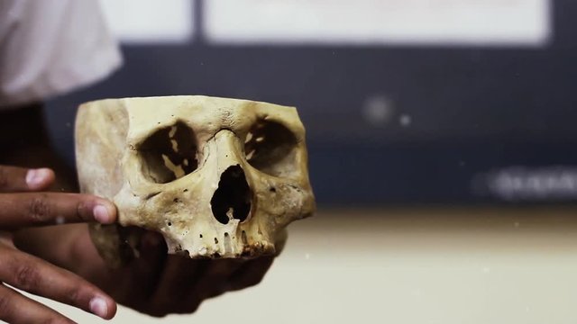 Man Holding Human Skull Split in Half for Study. Close-Up.