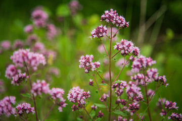 Beautiful purple oregano flowers blooming in the meadow. Natural herbal tea. - obrazy, fototapety, plakaty