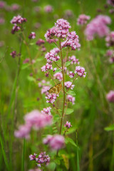 Beautiful purple oregano flowers blooming in the meadow. Natural herbal tea.