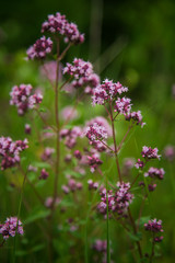 Beautiful purple oregano flowers blooming in the meadow. Natural herbal tea.