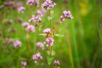 Beautiful purple oregano flowers blooming in the meadow. Natural herbal tea.