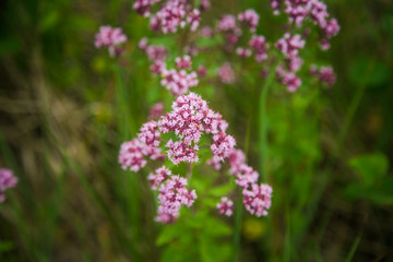 Beautiful purple oregano flowers blooming in the meadow. Natural herbal tea.